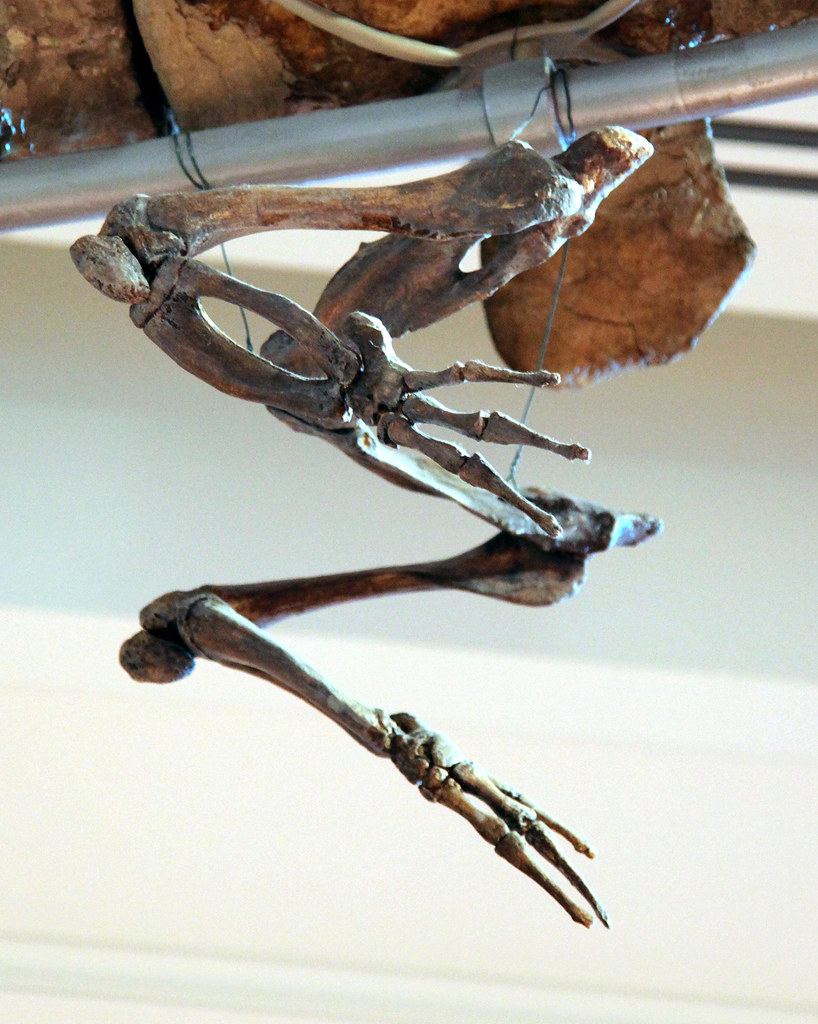 extinct mollusks fossils