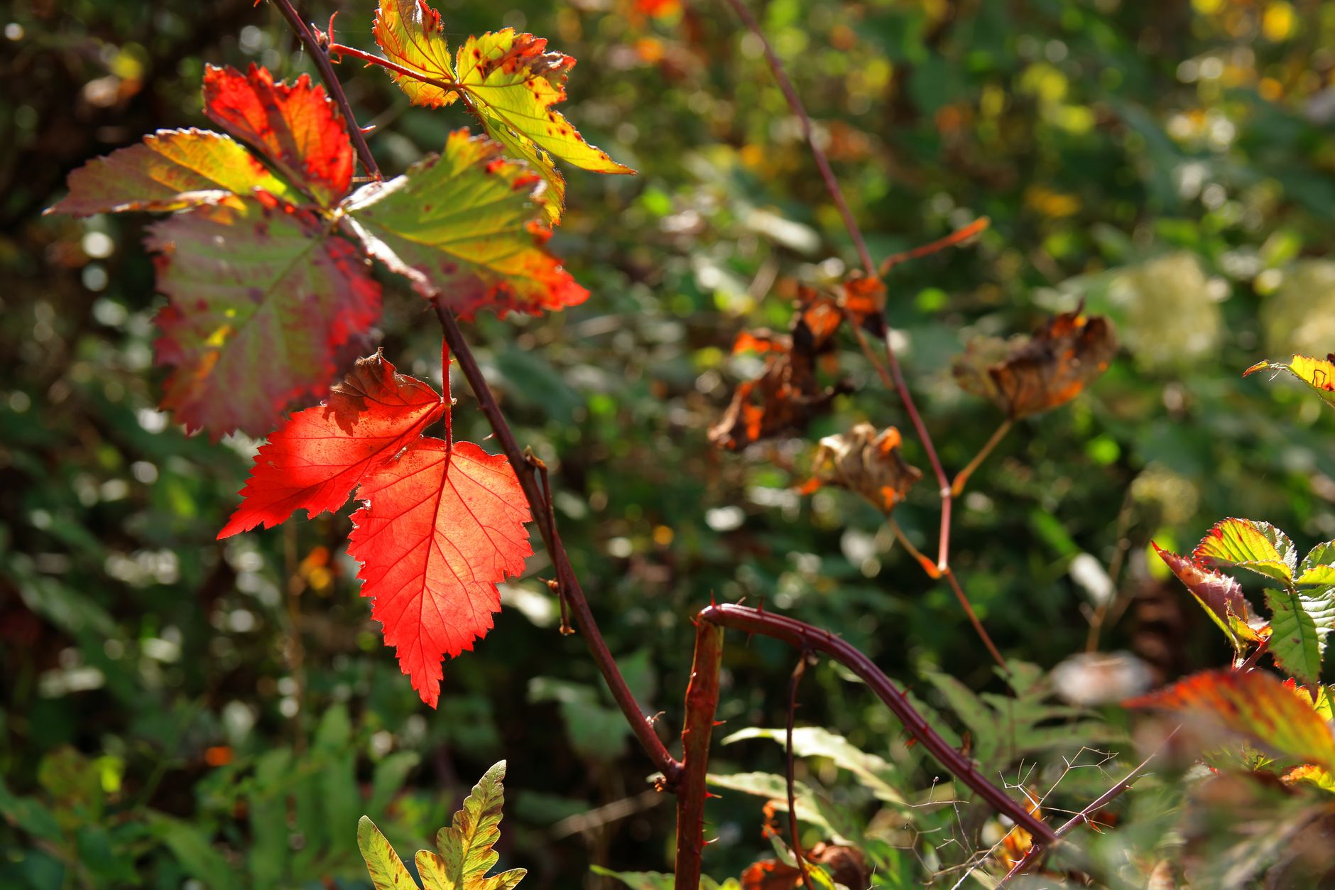 September equinox India: What makes nights longer this year?